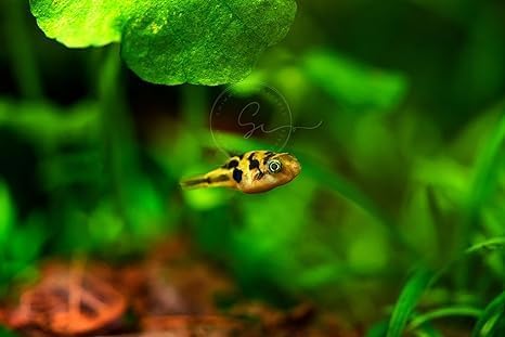 Swimming Creatures™ Freshwater Aquarium Fish Collection, Live (4 Dwarf Puffer Fish)