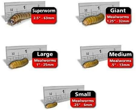 Predator Foods Bulk Super Worms - Large (1.5-1.75 in) - 100 Count
