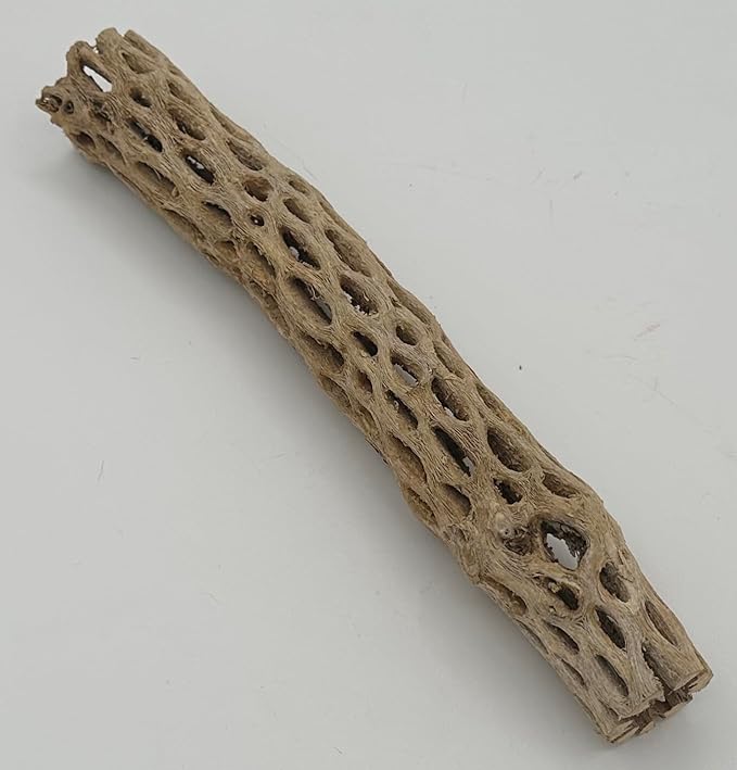 Awesome Aquatic Natural Cholla Wood Tube 12" up to 2" Dried Untreated Hollow Cactus Skeleton Aquariums Shrimp Fish Reptile Terrarium Habitat Decor Teddy Bear Staghorn (XL 12 in x up to 2 in Diameter)