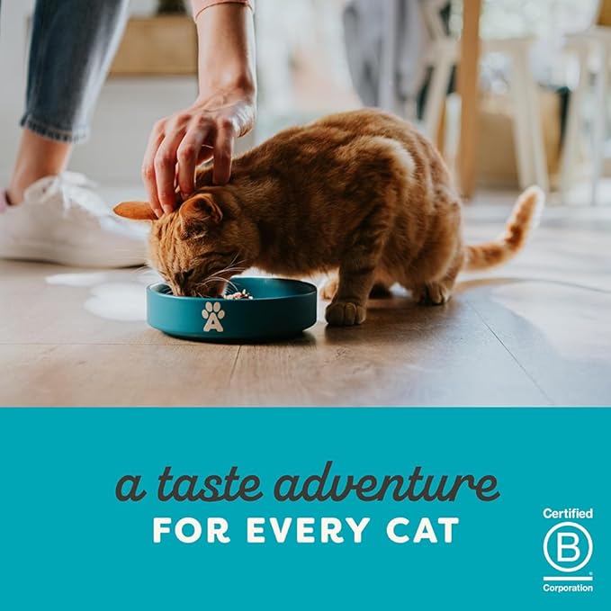 Applaws Natural Wet Kitten Food, Limited and Natural Ingredients, High Protein with No Artificial Additives, Kitten Variety Selection in Broth (6 x 2.47oz Cans)