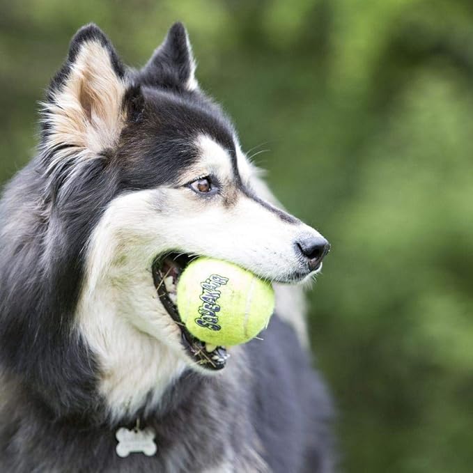 Kong Company Med Tennis Ball (Pack of 48) Ast2b Cat & Dog Toy