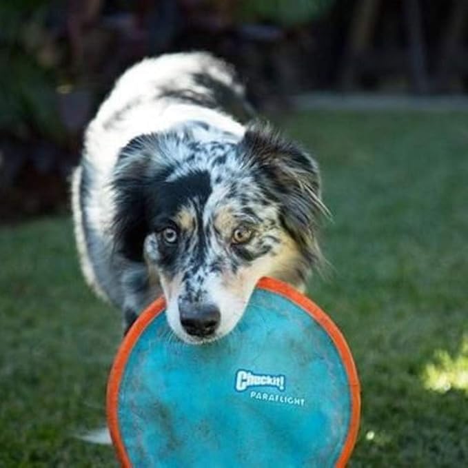 Chuckit! Ultra Fetch Stick Paraflight Flying Disc Dog Toys
