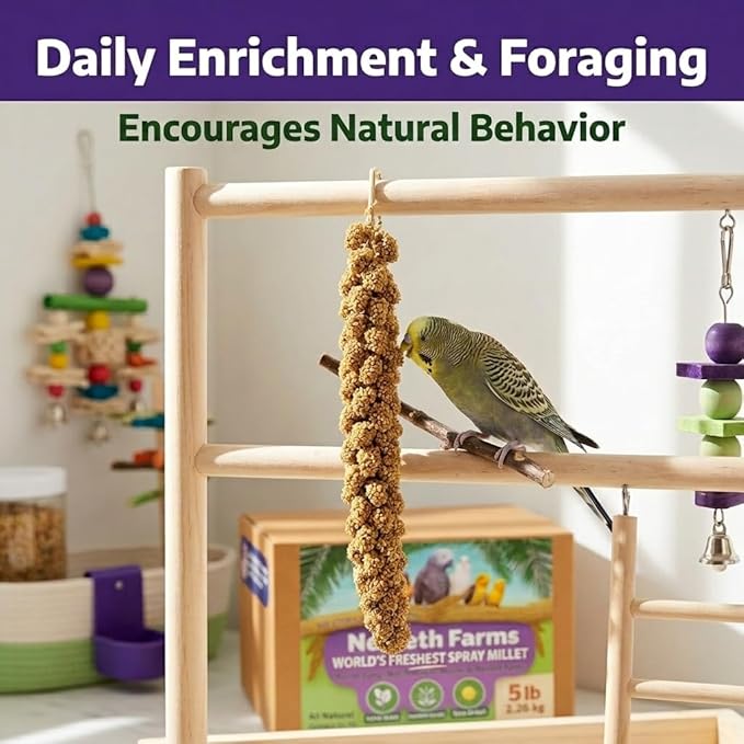 USA Grown Spray Millet for Birds β Midwest Harvest, 5 lbs Premium 100% Natural, Sun-Dried Non-GMO Whole Millet Sprays, Bird Treat for Parakeets, Budgies, Cockatiels, Conures, Lovebirds & Finches