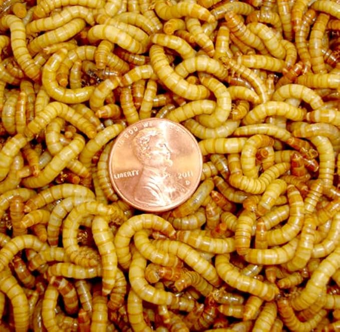 Surmen Legacy 1000ct Medium Live Mealworms (1/2") Reptile, Birds, Chickens, Fish Food