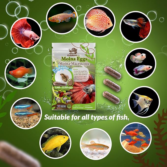 Moina macrocopa Eggs (Water Flea) - for Hatching, Freshwater Live Fish Food for Newborn Fry, Betta Fish and Other Aquatic Species. Encourages Natural Hunting Behavior in Fish. 3 Capsules