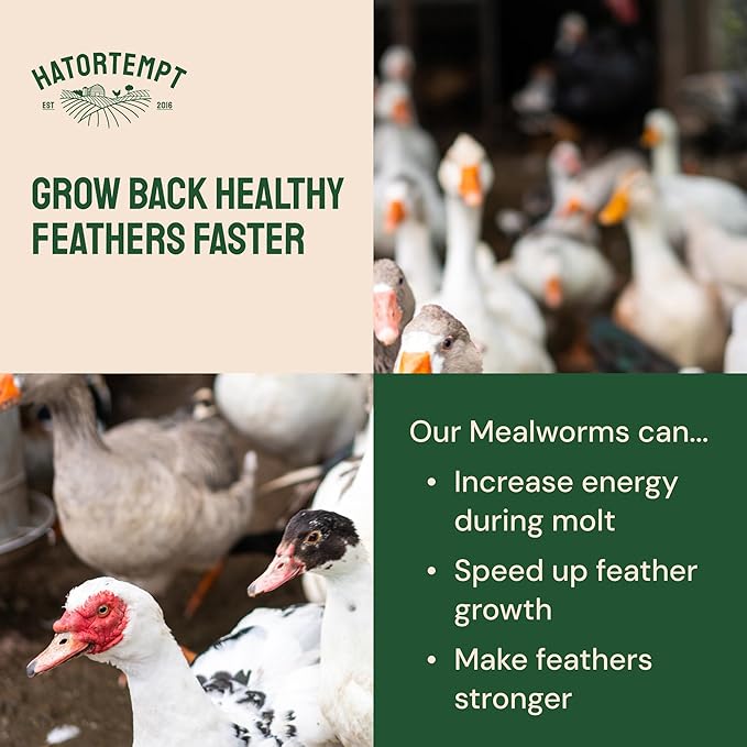 Hatortempt Dried Mealworms for Wild Birds - 1.8 Lb Bag - Non-GMO Meal Worms for Wild Birds - Attracts Bluebirds, Starlings, Wrens, Woodpeckers, Cardinals and Robins