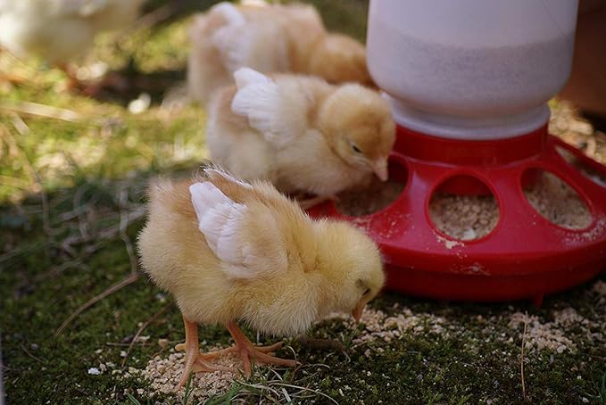 Country Heritage Chick Starter Grower Feed 5lbs - Non-Medicated Complete Nutrition Crumble for Baby Chickens Turkeys Ducks Geese, 18% Protein