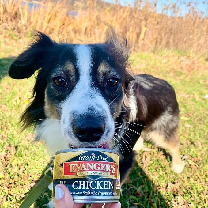 Evanger's Complements Grain Free Chicken for Dogs & Cats – 24 Count, 6 oz Each – Single Protein, Grain & Gluten Free, Limited Ingredients, Nutrient-Rich Broth – Wet Dog & Cat Food