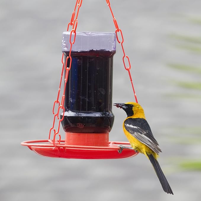 Perky-Pet Wild Oriole Jelly Bird Feeder - 32oz Capacity, Built-in Stirrer with Large Circular Feeding Tray, Wraparound Perch, Outdoor Garden Décor for Backyard Birding & Wildlife, 253