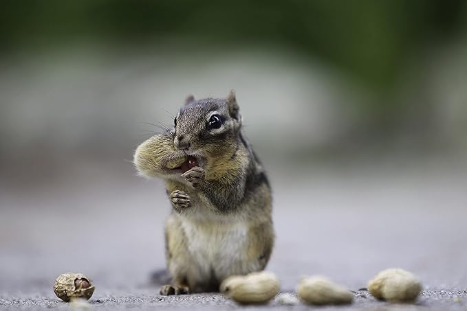 Wakefield Premium Virginia Peanuts In-Shell for Squirrels, Blue Jays & Wildlife - 6 LB Bag - Hand-Picked, Raw, Unsalted, High Protein Wild Bird & Animal Feed