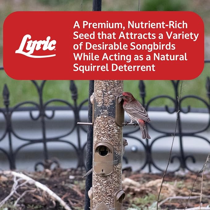 Lyric Golden Safflower Bird Seed for Outside Feeders - Attracts Cardinals, Chickadees, Woodpeckers & More, 12 lb Bag