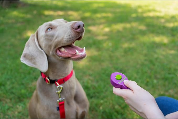 PetSafe Clik-R Dog Training Clicker - Positive Behavior Reinforcer for Pets - All Ages, Puppy and Adult Dogs - Use to Reward and Train - Training Guide Included - Purple