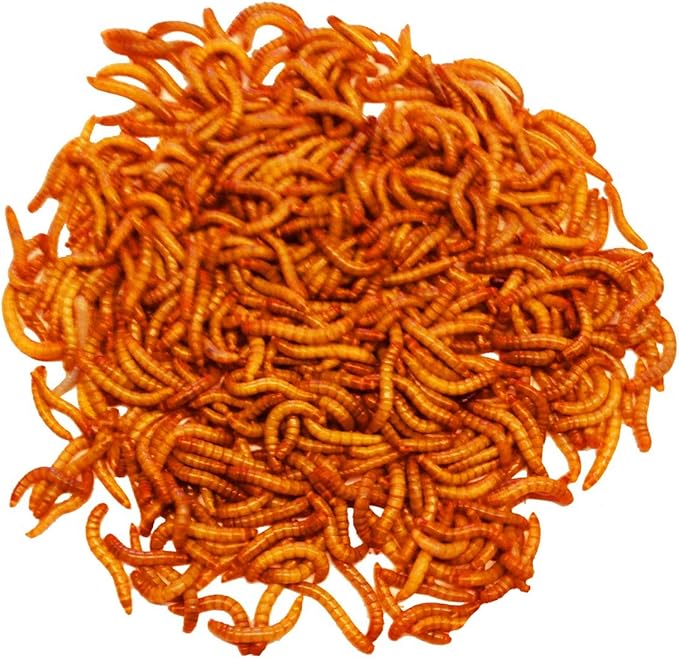 Live 250 Small for Reptile, Birds, Chickens, Fish Food by Abdragons