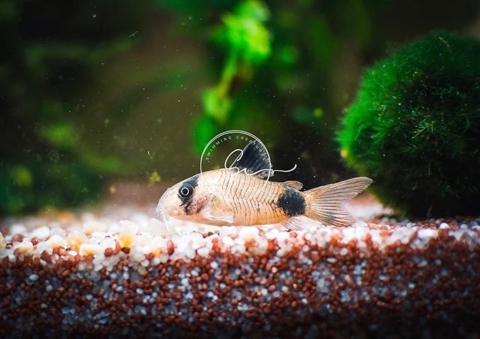 Swimming Creatures™ Most Popular Freshwater Aquarium Fish Collection, Live (5 Panda CORYDORAS)