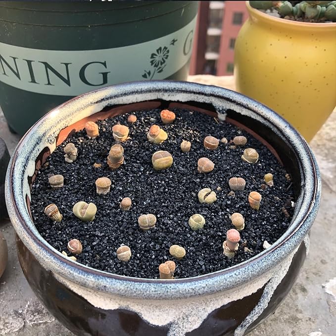 FANTIAN 5 lbs Black AquariumSilica Sand. Decorative Aquarium Gravel Substrate for Fish Tank, Plants Potted, Fire Pits, Candle, Vase Filler and Crafts