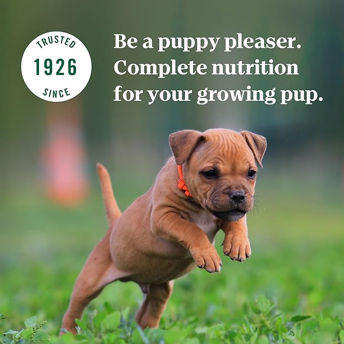 Nutro Puppy Grain Free Dog Food, Natural Wet Dog Food Bites in Gravy Tender Beef, Pea & Carrot Recipe, 3.5 oz. Trays (24 Count, Pack of 1)