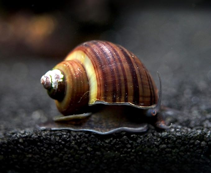 Aquatic Arts 5 Live Black Mystery Snails Freshwater Aquarium Species/Real Living Glass Fish Tank Clearer | Nano Pets/Natural Decorations