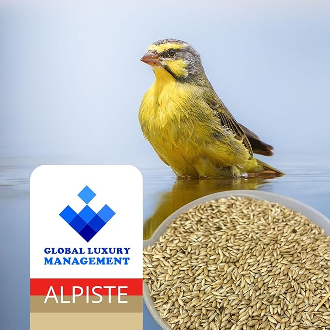 Alpiste Canary Seed 5Lb Bag – Natural Bird Food for Canaries and Small Birds, Finch Food Supports Breeding Growth Digestion Healthy Plumage Bone Strength & Eggshell Formation (5 Lb)
