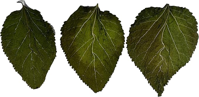 Awesome Aquatic Mulberry Shrimp Leaves Natural Botanical Leaf Food Organic Treat Aquarium Fish Shrimp Terrarium High Protein Vitamin Mineral Fiber Healthy Habitat Environment (Mulberry 10 pk)
