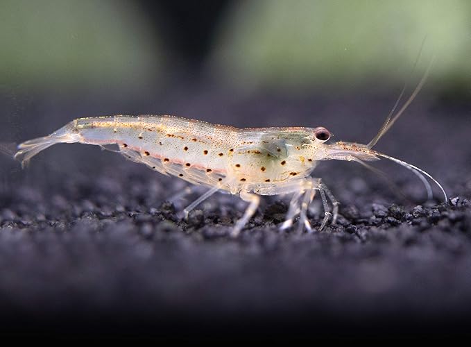 Aquatic Arts 10 Amano Shrimp | Live Freshwater Aquarium Clearer | Real Living Nano Fish Kit | Natural Glass Clearing Dwarf Caridina | Live Shrimp