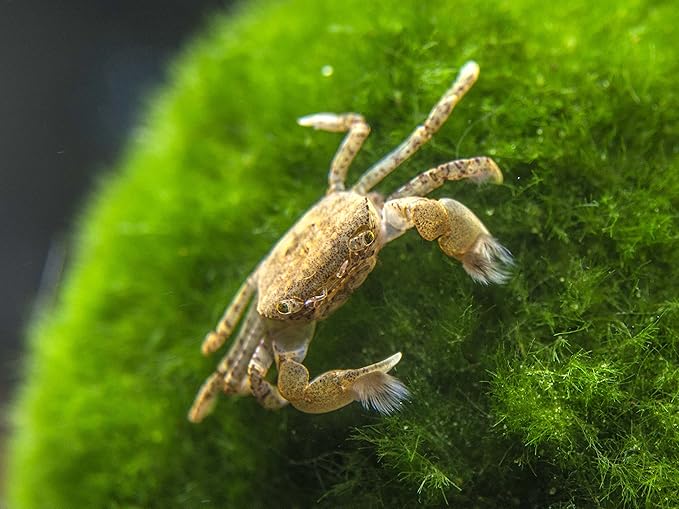 Aquatic Arts 10 Live Freshwater Pom Pom Crabs | Real Living Nano Aquarium Fish Tank Pet | Betta/Danio/Rasbora/Guppy Compatible