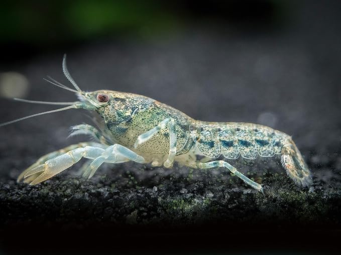 Aquatic Arts - 1 Male Blue Brazos Crayfish - Live Freshwater Aquarium Lobster/Crawfish/Crawdad/Real Living Nano Fish Tank Pet