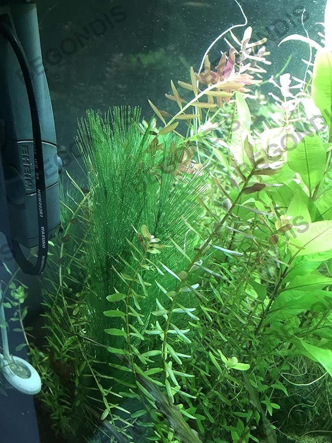 Aquarium Decorations 5Pcs Fish Tank Artificial Green Water Plants Made of Silk Fabrics Plastic