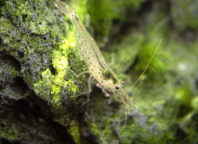 Aquatic Arts 1 Amano Shrimp | Live Freshwater Aquarium Clearer | Real Living Nano Fish Kit | Natural Glass Clearing Dwarf Caridina | Live Shrimp