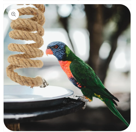 The Simple Toy That Makes Your Bird Happier (And Healthier)