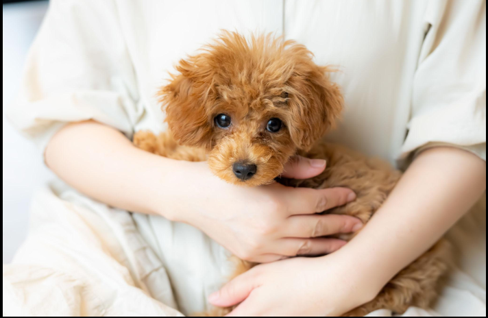 Why Poodle Is One of the Smartest and Most Loved Family Dogs