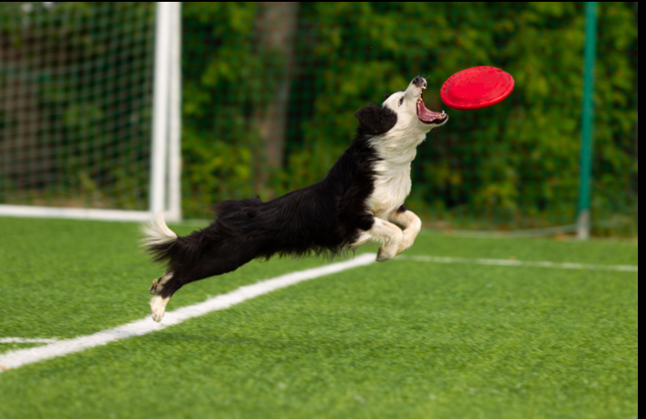 Understanding the Intelligence of the Border Collie and the Rules Every Owner Should Follow