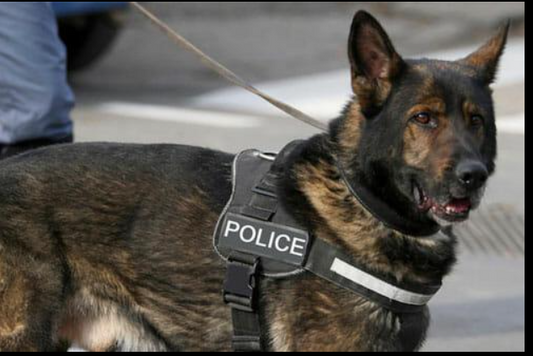 Why German Shepherd Is Known for Intelligence, Loyalty, and Protection