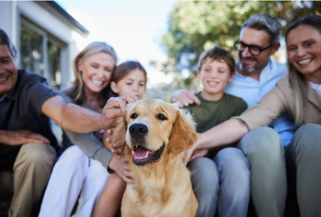 Why Golden Retriever Is One of the Most Loved Family Dogs in the World