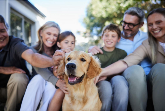 Why Golden Retriever Is One of the Most Loved Family Dogs in the World