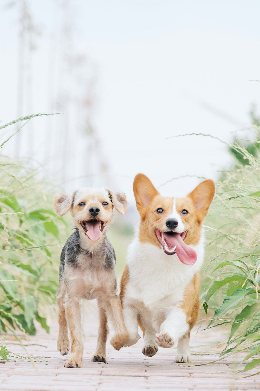 How Walks Reduce Anxiety and Behavioral Issues