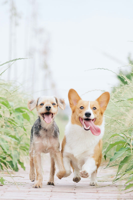 How Walks Reduce Anxiety and Behavioral Issues