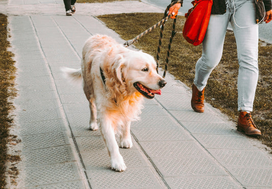 Strengthening the Human–Pet Bond Through Daily Walks