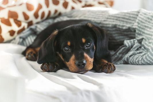Comfortable Bedding and Resting Accessories for Better Sleep