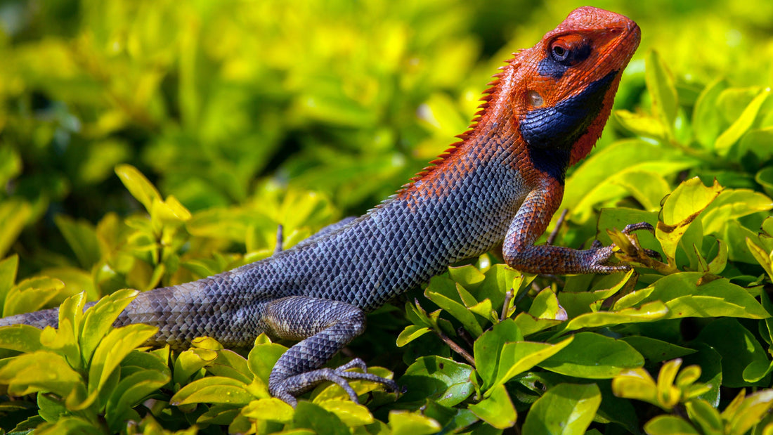 Choosing the Right Terrarium Size for Your Pet’s Growth and Comfort”