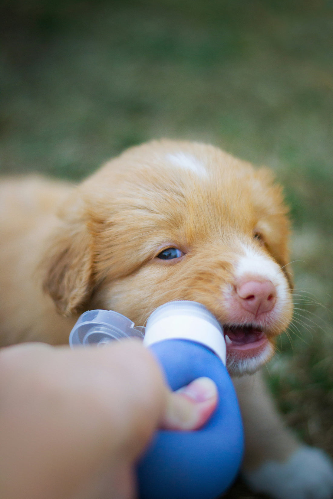 “How Feeding Schedules Influence Potty Training Success”