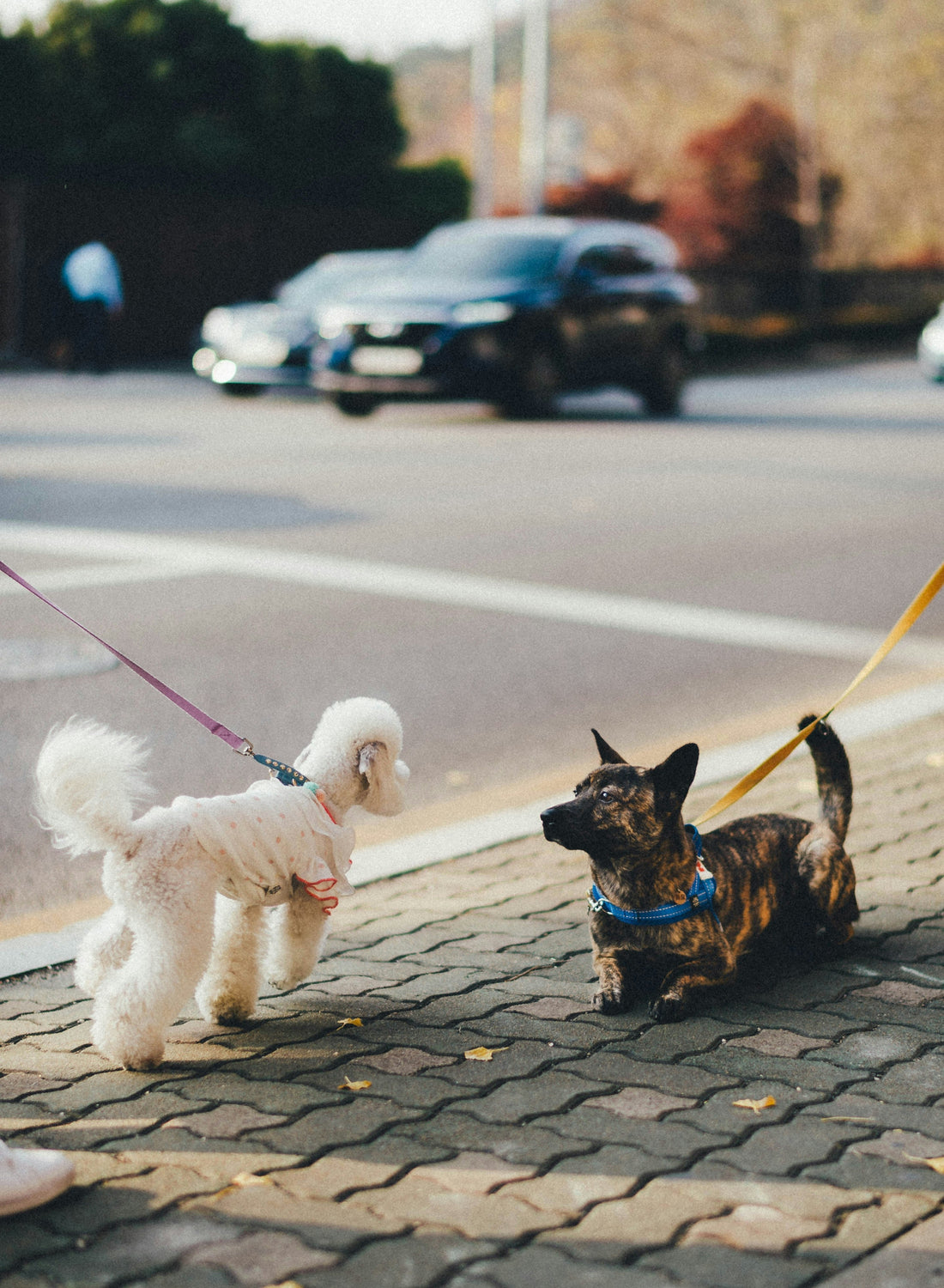 The Mental Benefits of Walks for Both Dogs and Cats
