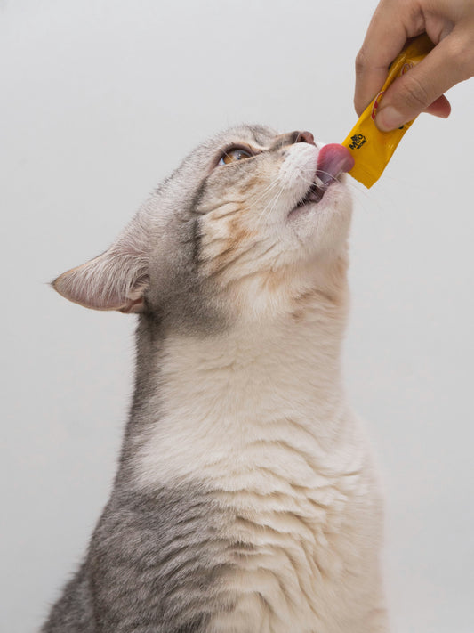 Why Lickable Puree Treats Are So Popular With Cats