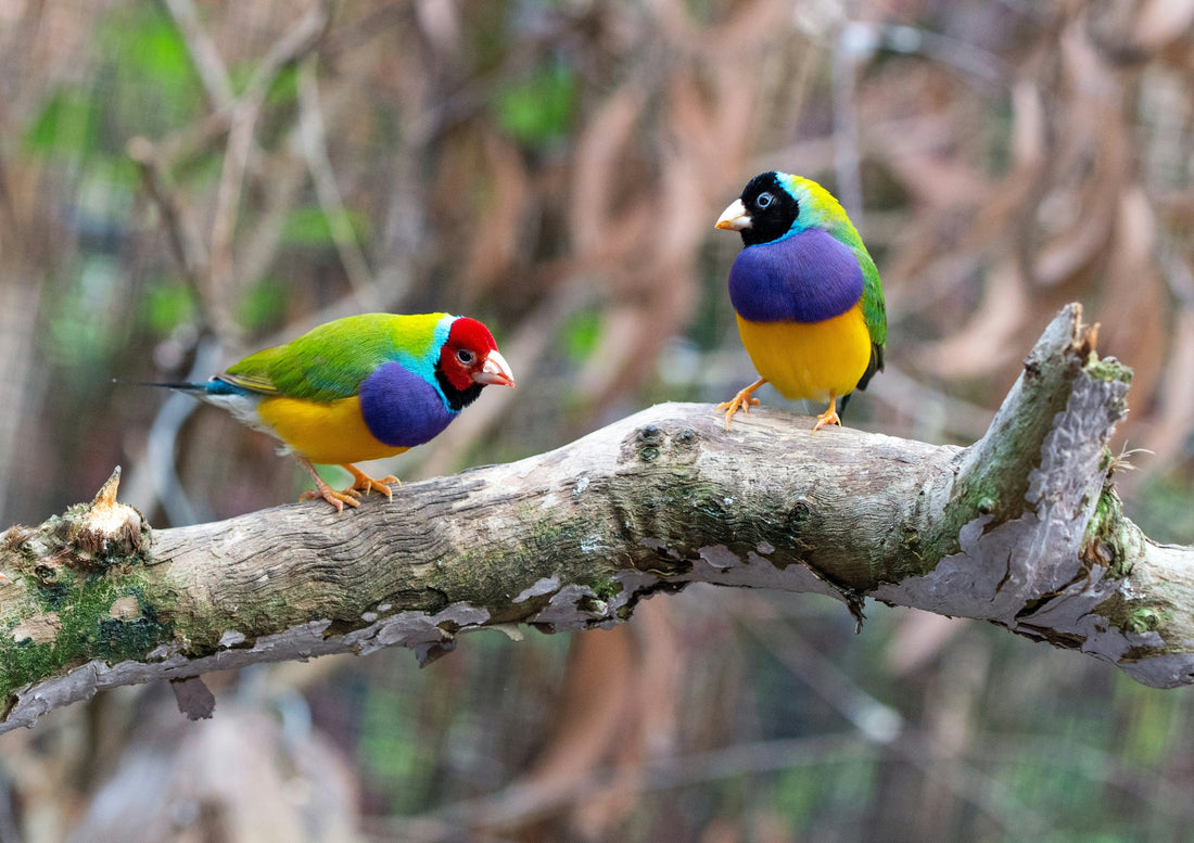 2. The Hidden Dangers Inside Your Home That Can Harm Birds