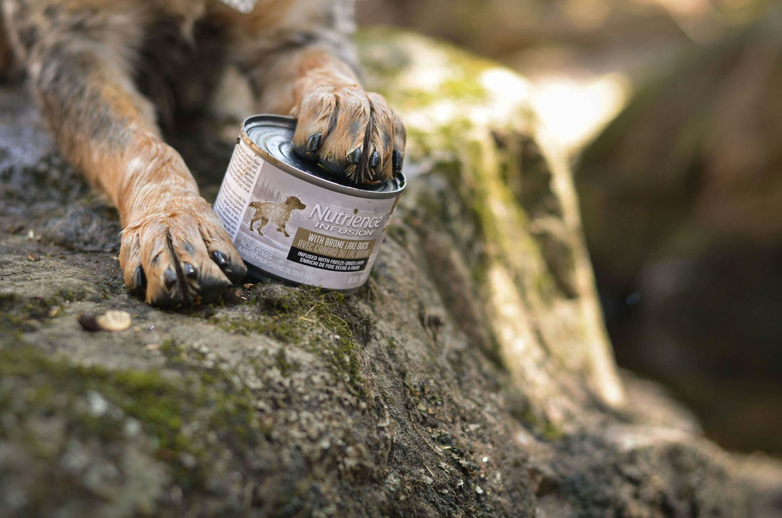 “How Life Stage Nutrition Shapes Your Dog’s Long-Term Health”