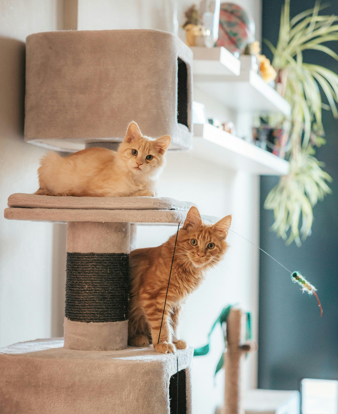 Improving Indoor Air Quality for Dogs and Cats