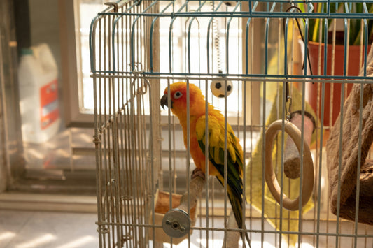 2. Birds Need Calm Energy — Loud Reactions Can Hurt Trust