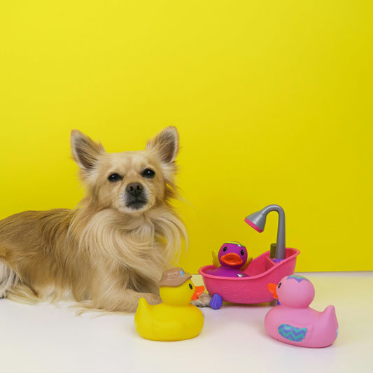“Why Durable Dog Toys Matter: Safety, Longevity, and Value for Pet Owners”