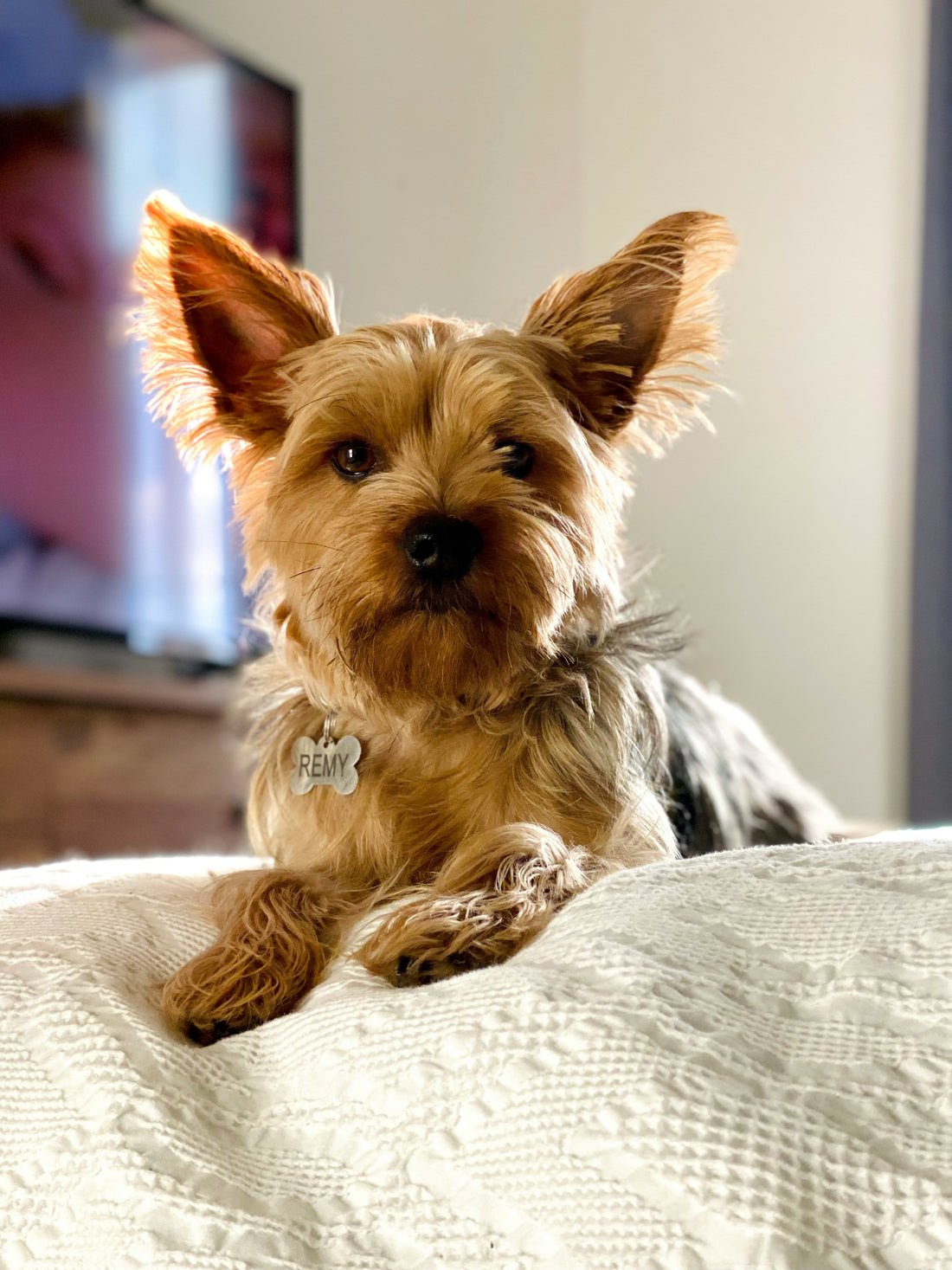 “Top Travel Accessories Every Pet Owner Should Pack”