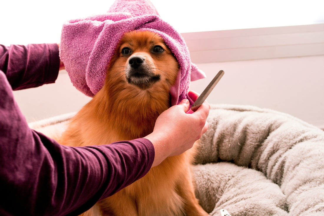 Must-Have Safety and Home Care Equipment for Pet-Friendly Living