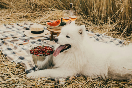 “Why Grain-Free Isn’t Always the Best Choice for Every Dog”